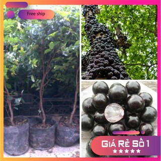 Hạt giống Nho thân gỗ (04 hạt)
