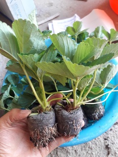 Combo 5 Ngó Dâu giống siêu ngọt