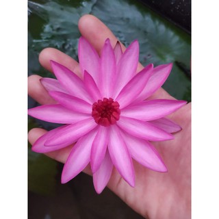 củ giống hoa súng Việt