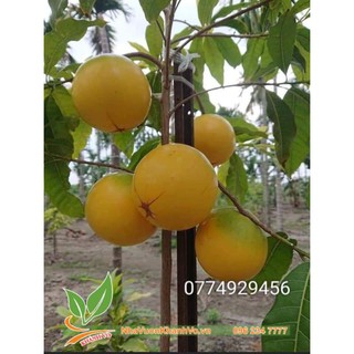 Cây giống vú sữa hoàng kim chuẩn giống trái to