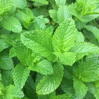 Hạt giống bạc hà spearmint - dễ gieo