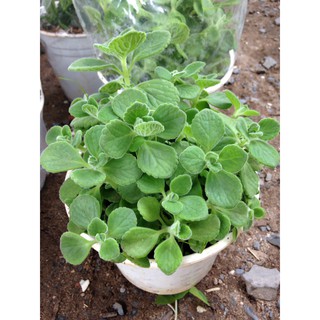 Chậu cây Nhất Mạt Hương - Sen Đá Lá Thơm mùi bạc hà - Plectranthus hadiensis var tomentosa