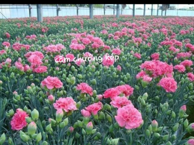 Cẩm chướng kép hàng công ty