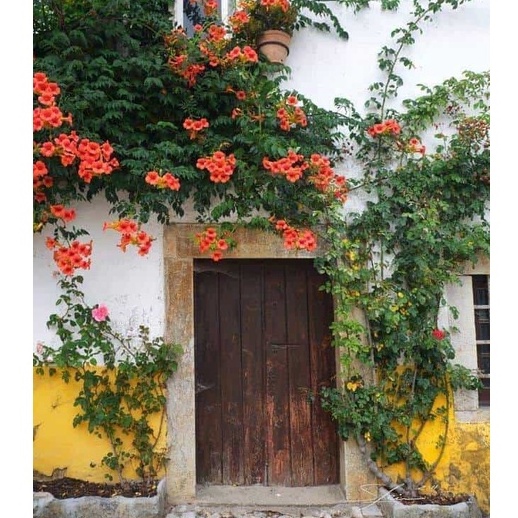 10 hạt giống hoa đăng tiêu  ( tặng kèm thuốc kích mầm ra rễ)