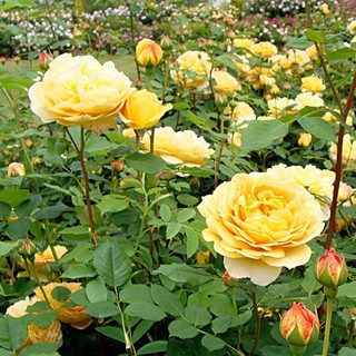 Gốc hồng ngoại [Màu vàng]