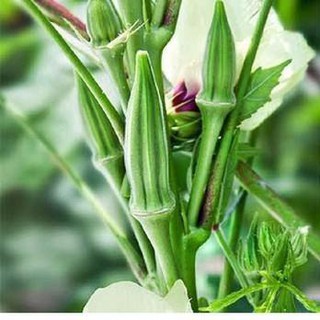 [HOT] Hạt Giống Đậu Bắp Xanh - 50 hạt