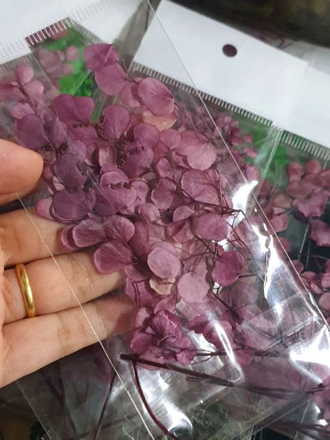 MaidenHair - Lá Tóc Thần Vệ Nữ ( lá óc, dương sỉ tròn)dùng trong sáng tạo Resin, thiệp, DIY, decor...