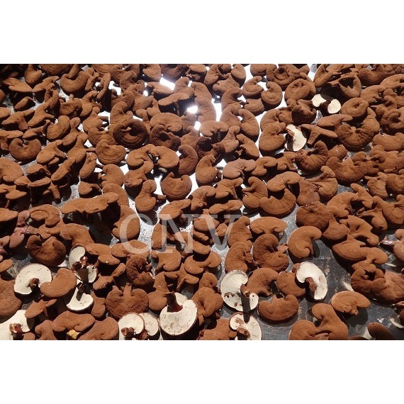 Nấm linh chi đỏ cao cấp CNV 500g x 2