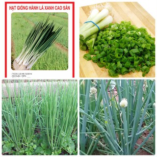 Combo 3 gói hạt giống hành lá cao sản -hanh gốc trắng - Tặng gói phân bón
