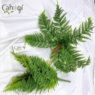 Cụm lá dương xỉ giả - lá dương xỉ giả có vòi
