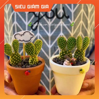 Xương rồng tai thỏ kèm chậu vẽ