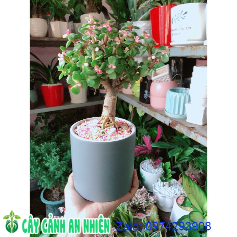 Chậu Cành Vàng Lá Ngọc