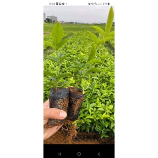 cây giống cát sâm(sâm nam)