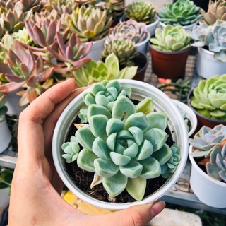 Sen đá SAO BĂNG (sz lớn 10cm)