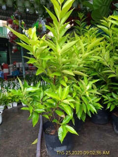 Cây vối lớn