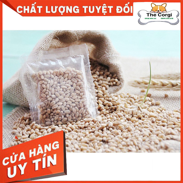 Hạt giống cỏ mèo và bộ Hạt + Đất trồng