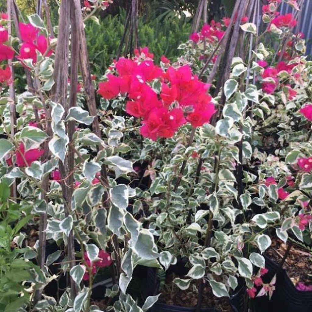 Cây hoa giấy cẩm thạch  - cây cảnh để bàn - caykiengsadec