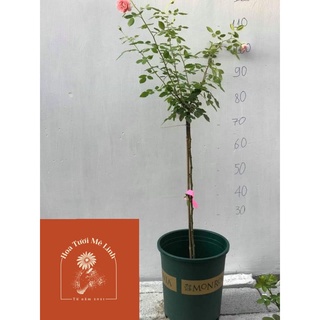 Hoa Hồng Thân gỗ Jubilee Siêu Đẹp Gía rẻ-HoaTuoiMeLinh