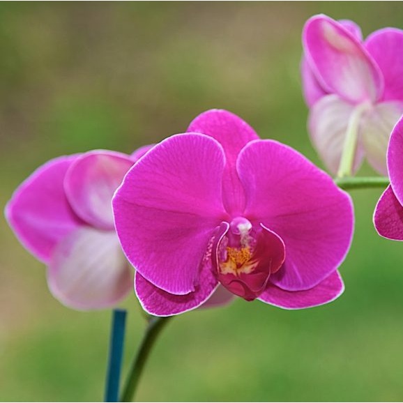 Kích ra hoa cực mạnh NPK 5-35-25+Te hủ 500g, tạo mầm hoa, kích phát tố cho cây trồng ra hoa