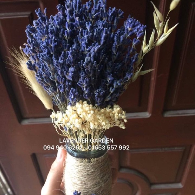 Lọ hoa lavender Pháp hơn 100c