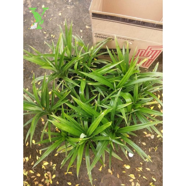 cây giống lá dứa (lá nếp)