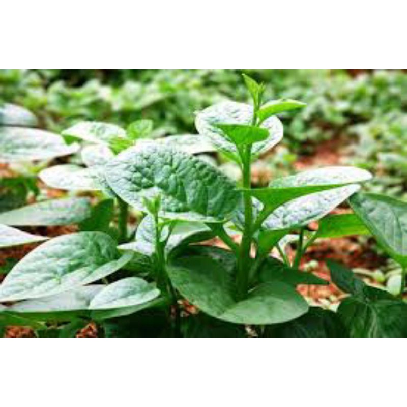 Hạt giống mồng tơi