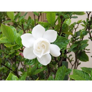 Cây giống Bạch Thiên Hương( dành dành)