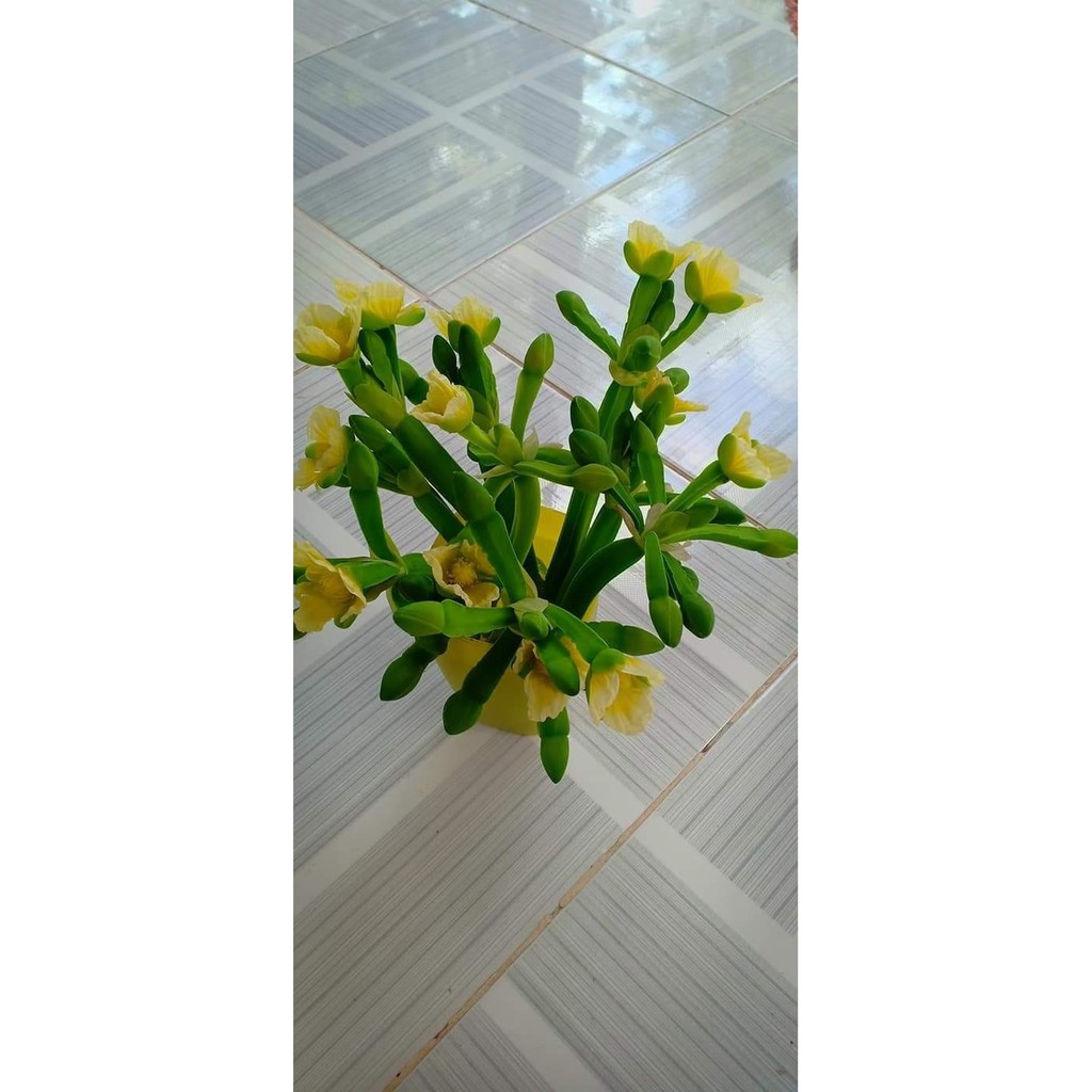 Cây kèo nèo - Cây thủy sinh