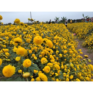 Cúc hoa vàng sấy lạnh 100g