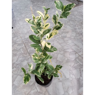 Cây Chanh cẩm thạch