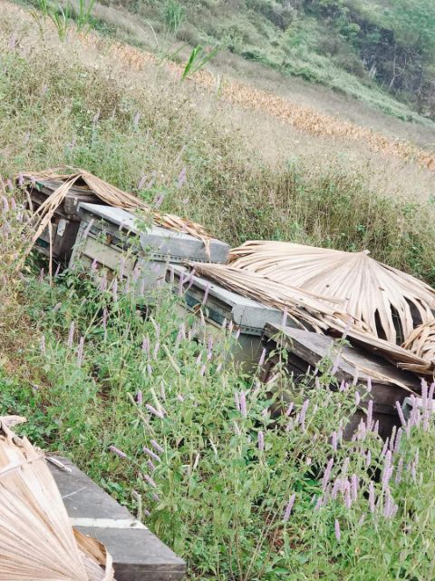 MẬT ONG BẠC HÀ CHUẨN HÀ GIANG 1LÍT