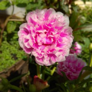 100 Cành hoa Mười giờ kép. 7 màu