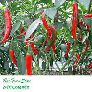 Hạt giống ớt chỉ địa (30h)