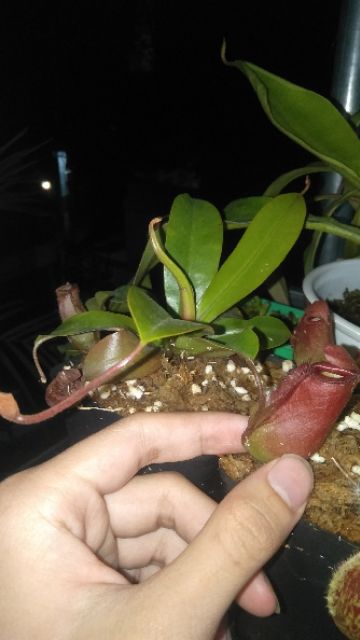 Cây nắp ấm - Nepenthes