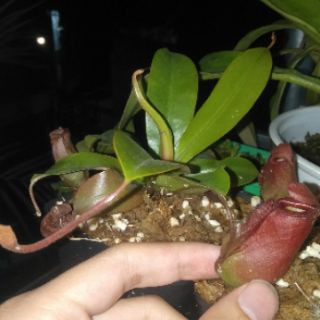 Cây nắp ấm - Nepenthes