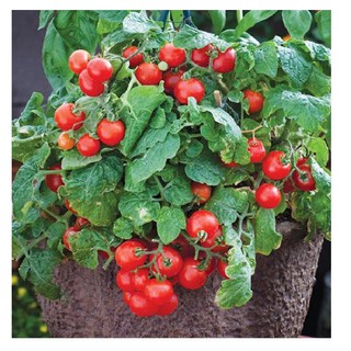 ( BOK GARDEN ) HẠT GIỐNG CÀ CHUA LÙN ĐỎ 30 HẠT