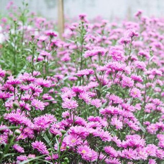 HẠT GIỐNG CÚC THẠCH THẢO