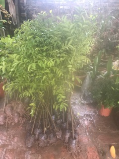 Cây móc mật cái chừng  chỉ 35k