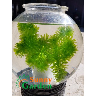 Rong Đuôi Chó - Cây Thủy Sinh
