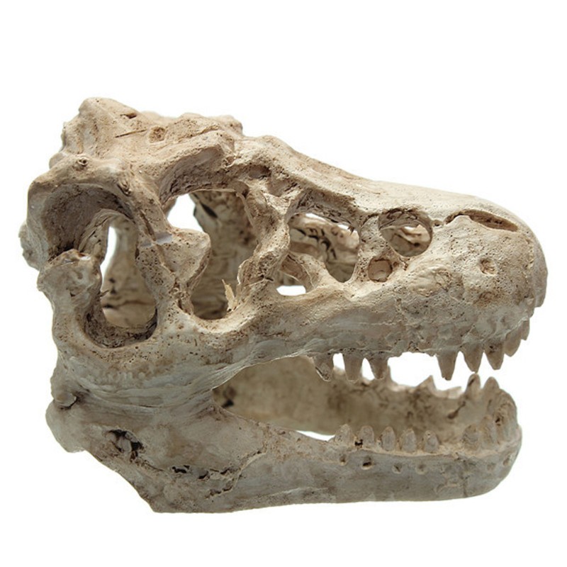 Mô hình xương đầu cá sấu bằng nhựa resin tinh xảo dùng cho trang trí bể cá