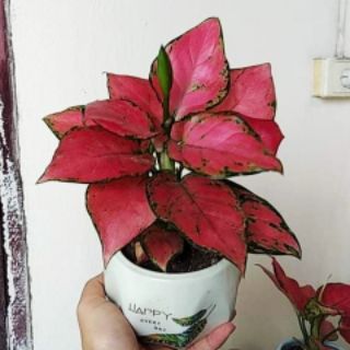 Cây Vạn Lộc đỏ