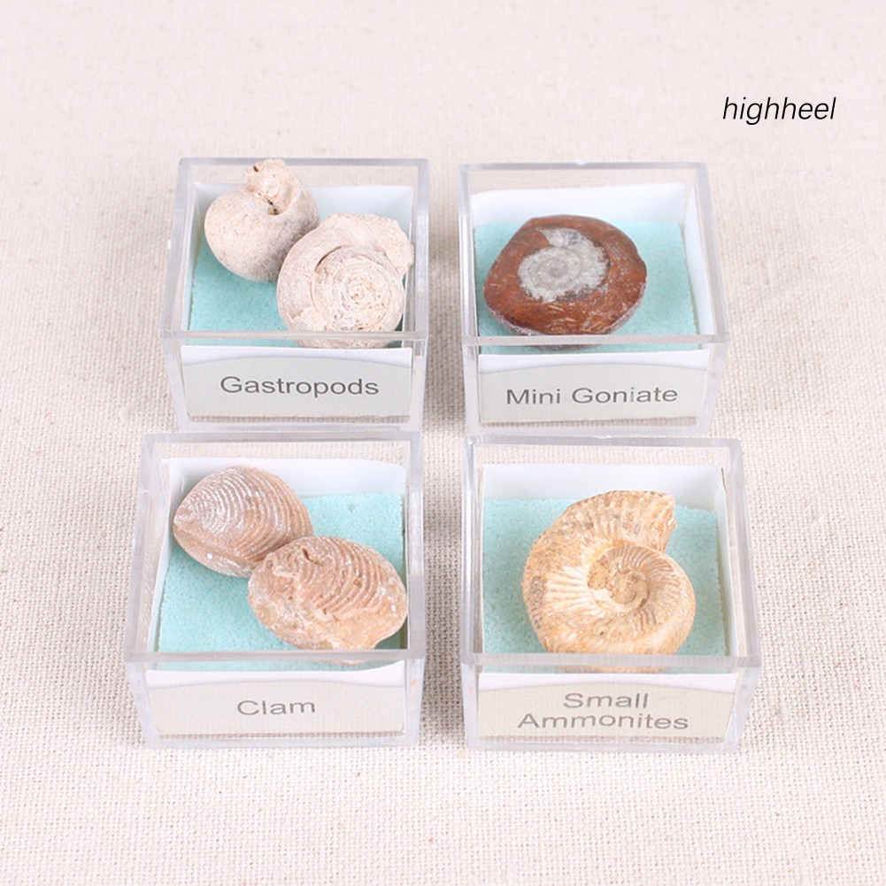 Đá hóa thạch ammonite nhiều hình dạng cho sưu tầm