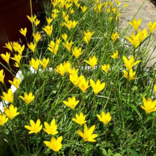 Combo le lan phương