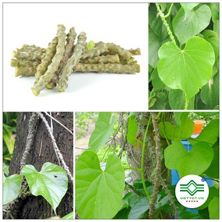 Cây thần thông khô 1kg - t120