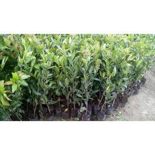 10 Chậu cây mai vàng con ( Cao 40 - 70cm )