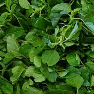 Hạt Giống Rau Dền Xanh ( 20g )