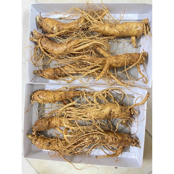 SÂM TƯƠI GÃY RỄ NGÂM MẬT ONG 4,5,6 CỦ/1kg