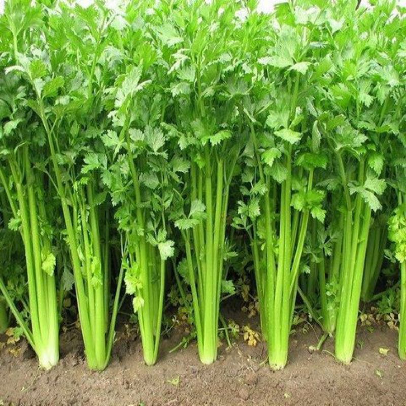 Hạt giống rau cần tây 0.3gr