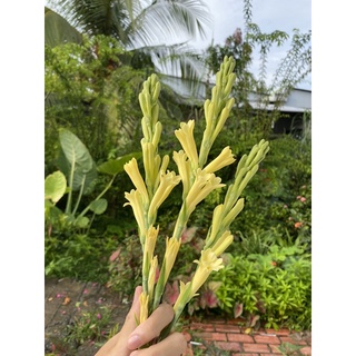 CỦ GIỐNG HOA HUỆ VÀNG