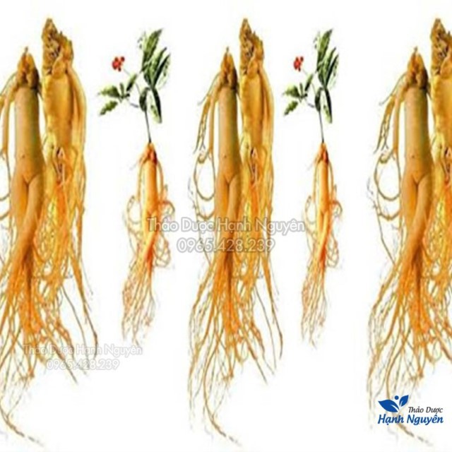 Nhị Hồng Sâm (Nhân Sâm, Sâm Râu) 100g - Nguyên chất không tẩm mật ong